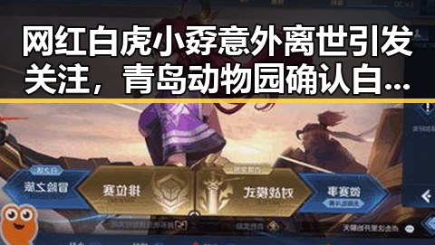 网红白虎小孬意外离世引发关注，青岛动物园确认白虎打斗致死同时印度留不住特斯拉的背后原因大揭秘