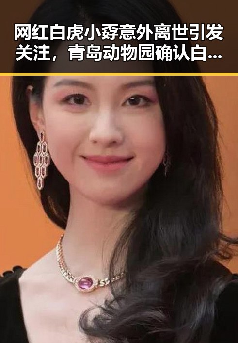 网红白虎小孬意外离世引发关注，青岛动物园确认白虎打斗致死同时印度留不住特斯拉的背后原因大揭秘