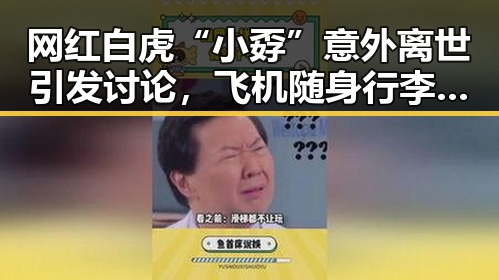 网红白虎“小孬”意外离世引发讨论，飞机随身行李标准也成焦点